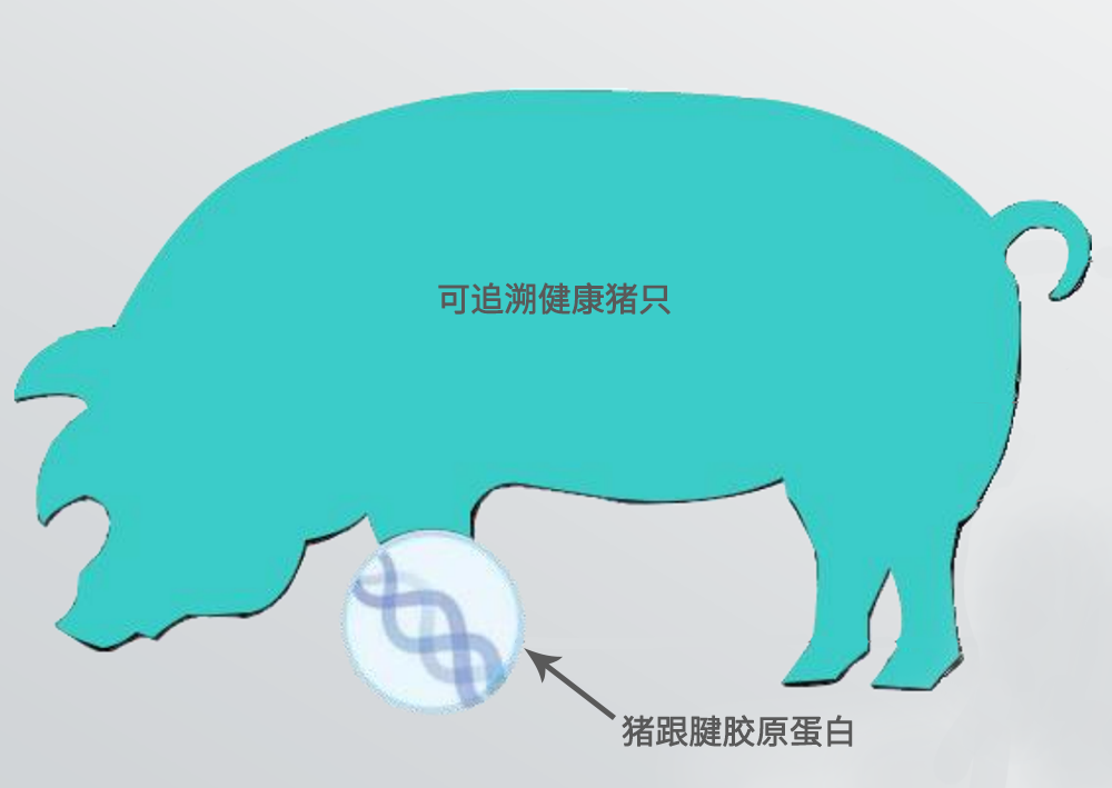 海昌胶原蛋白猪只.png